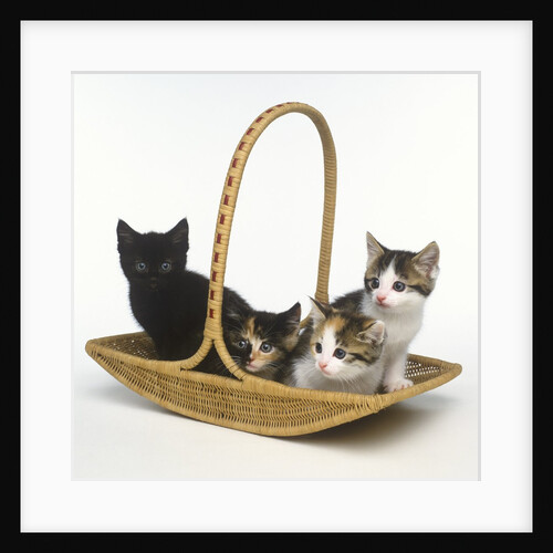 Kittens in Basket by Anonymous