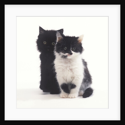 Black and White Kittens by Anonymous