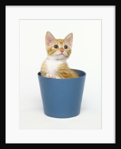 Orange and White Kitten in Flower Pot by Anonymous