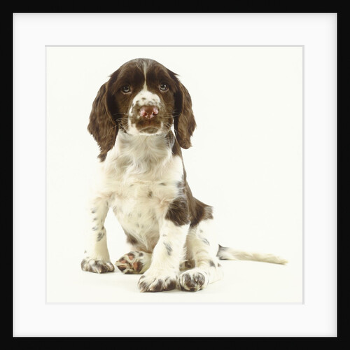 Brown and White Springer Spaniel Puppy by Anonymous