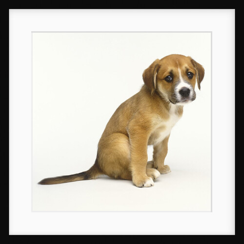 Puppy Sitting Down by Anonymous