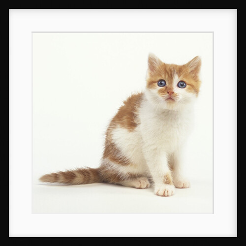 Orange and White Kitten by Anonymous