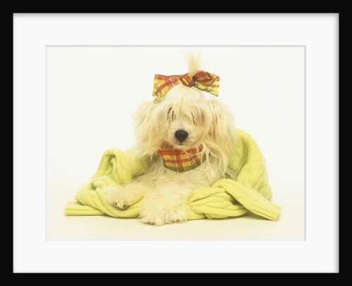 White Poodle Wearing Ribbons, Bows and Sweater by Anonymous