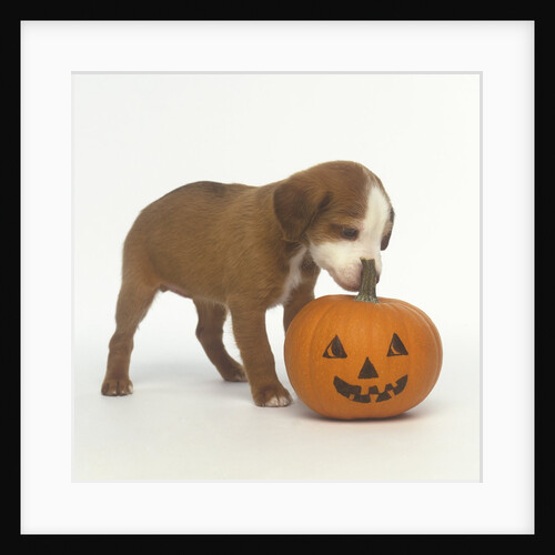Brown and White Puppy with Halloween Pumpkin by Anonymous