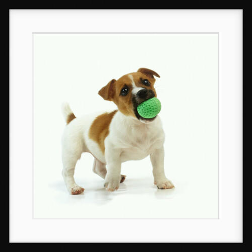 Jack Russell Terrier with Ball by Anonymous