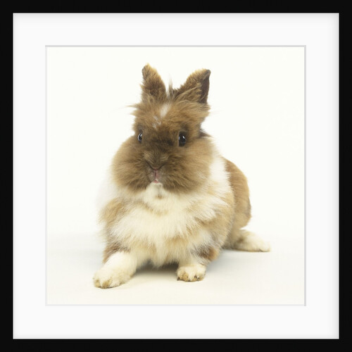 Brown and White Rabbit by Anonymous