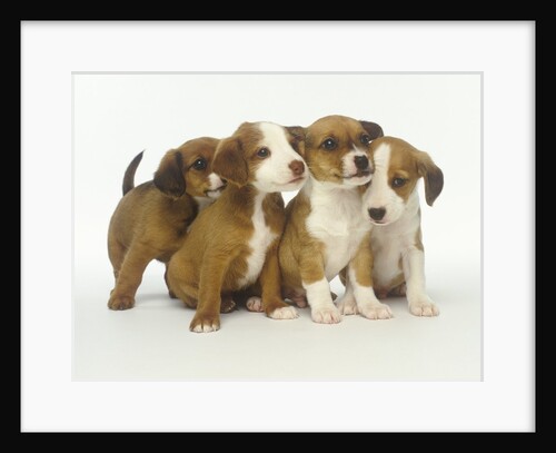 Brown and White Puppies by Anonymous