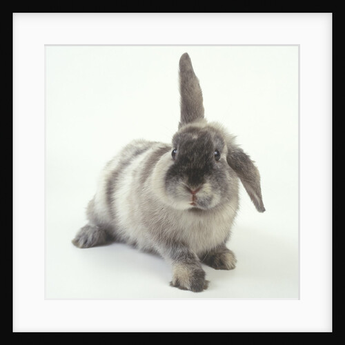 Gray Rabbit with Floppy Ear by Anonymous