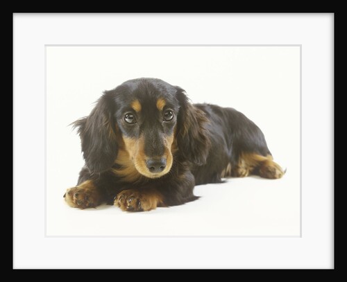 Long-Haired Dachshund Puppy by Anonymous