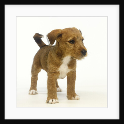 Brown and White Puppy by Anonymous