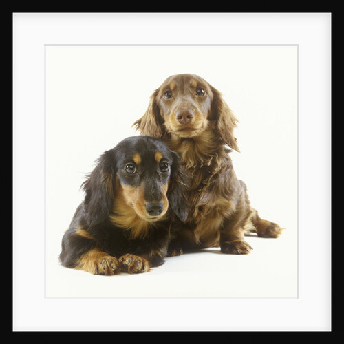 Long-Haired Dachshund Puppies by Anonymous