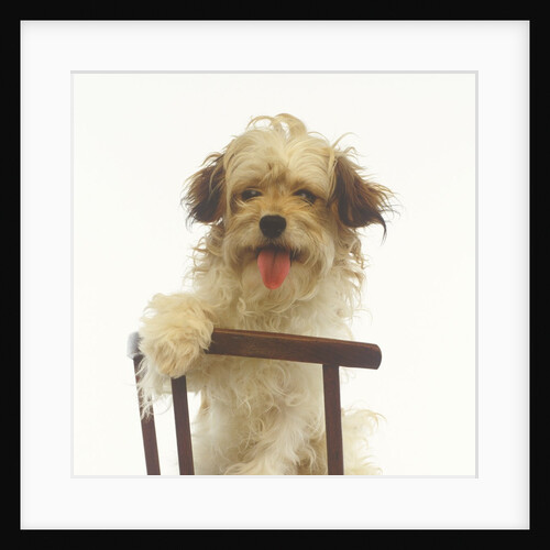 Puppy on Chair by Anonymous