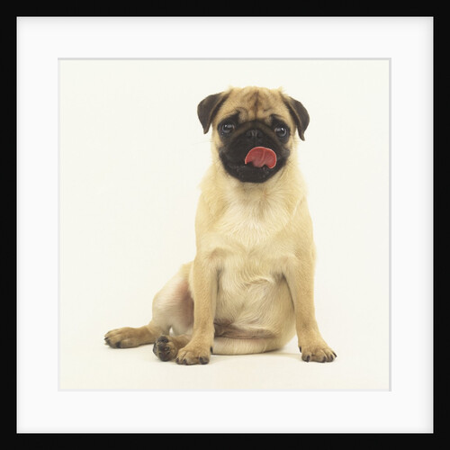 Pug Puppy Sticking out Tongue by Anonymous