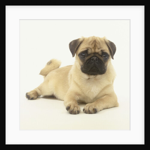 Pug Puppy by Anonymous
