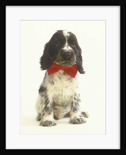 Black and White Springer Spaniel Puppy with Bow Tie by Anonymous