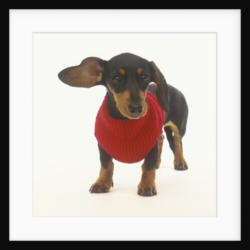Dachshund Puppy with Red Sweater by Anonymous