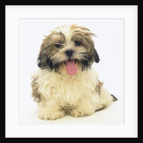 Shih Tzu Puppy Panting by Anonymous