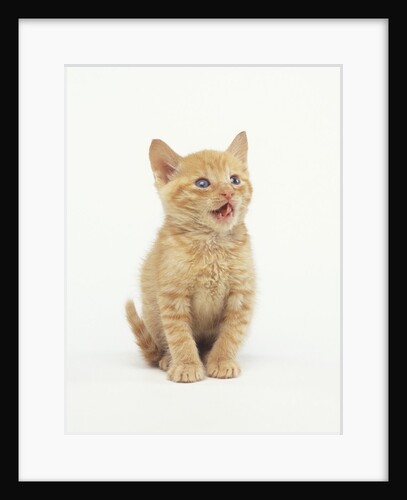 Orange Kitten Meowing by Anonymous