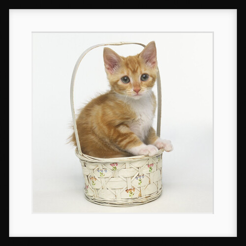 Orange and White Kitten in Basket by Anonymous