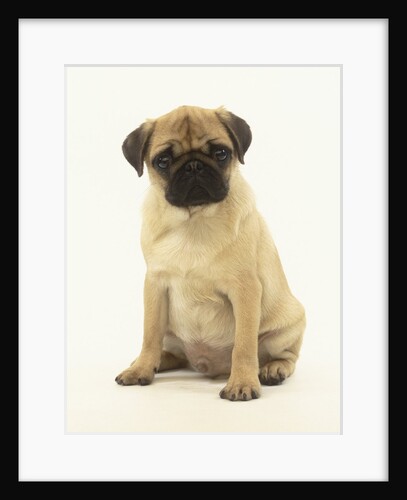 Pug Puppy by Anonymous