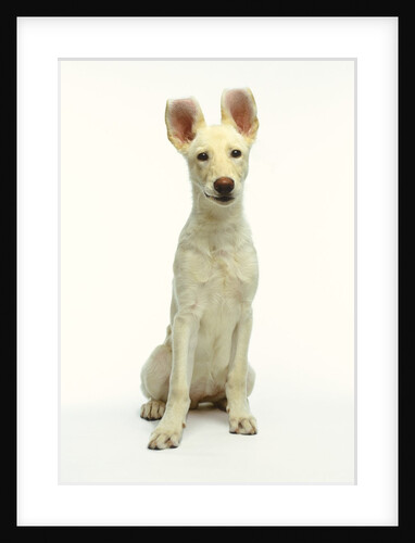 White German Shepherd Puppy by Anonymous