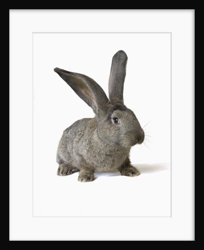 Gray Rabbit by Anonymous
