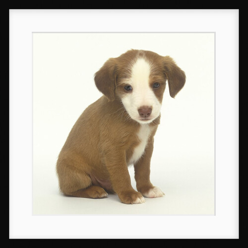 Brown and White Puppy by Anonymous