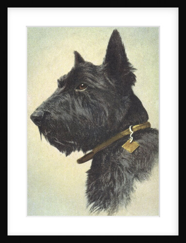 Scottish Terrier by Anonymous
