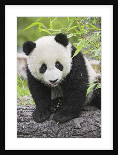 Baby Giant Panda by Anonymous