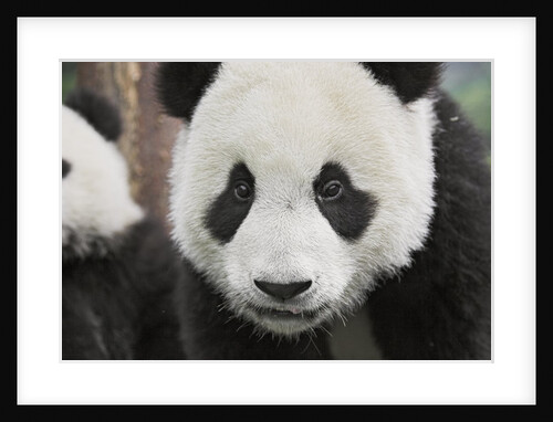 Baby Giant Pandas by Anonymous