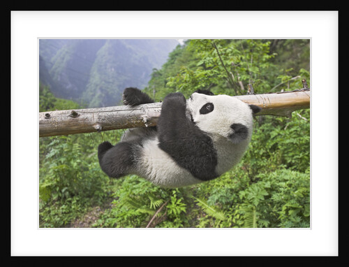 Giant Panda Cub Hanging From Tree Trunk by Anonymous