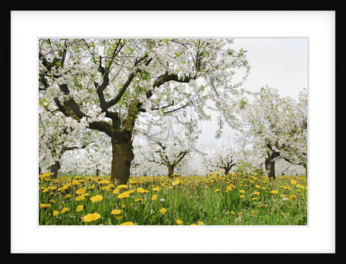 Cherry Trees and Dandelions in Bloom by Anonymous