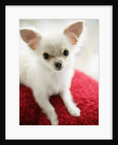 Chihuahua Sitting on Red Cushion by Anonymous
