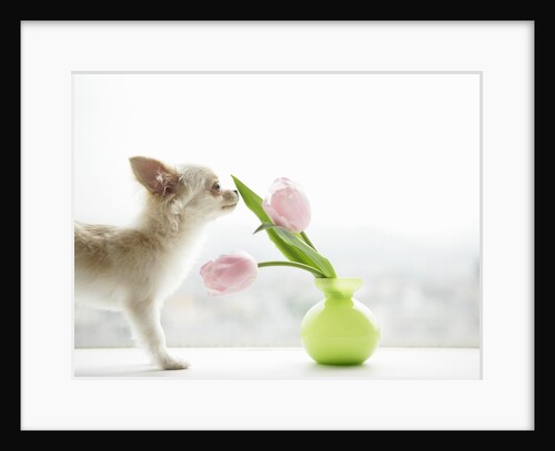 Chihuahua Smelling Flowers in Vase by Anonymous