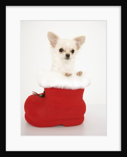 Chihuahua in Christmas Stocking by Anonymous