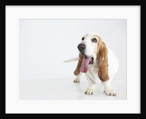 Basset Hound Panting by Anonymous