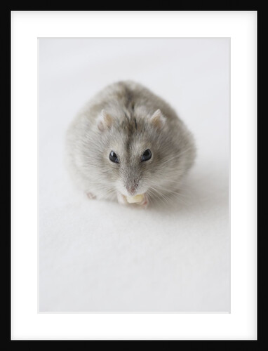 Hamster Eating Cheese by Anonymous