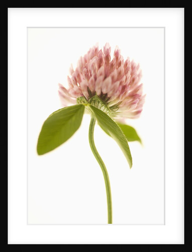 Pink Clover Flower by Anonymous