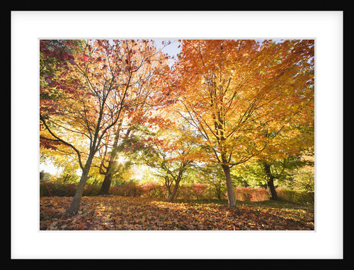 Trees in Autumn by Anonymous