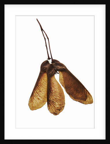 Maple Seeds by Anonymous