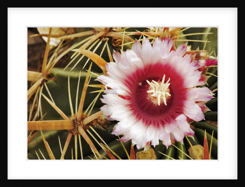 Cactus Flower and Thorns by Anonymous