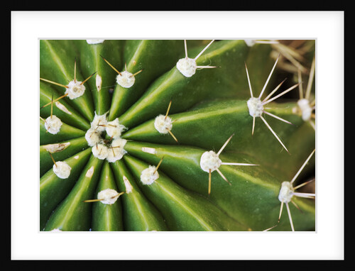 Cactus Thorns by Anonymous