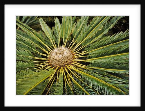 White-haired Cycad by Anonymous