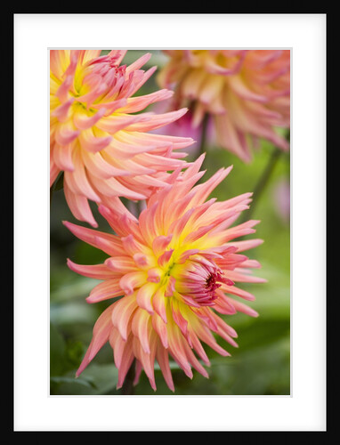 Dahlia 'Karma Sangria' in Bloom by Anonymous