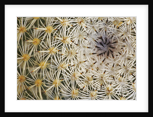 Cactus Thorns by Anonymous