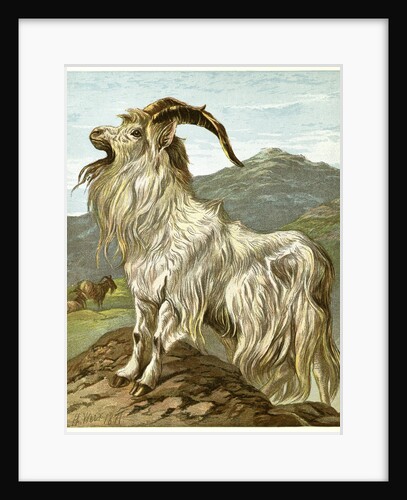 Lithograph of Mountain Goat by Anonymous