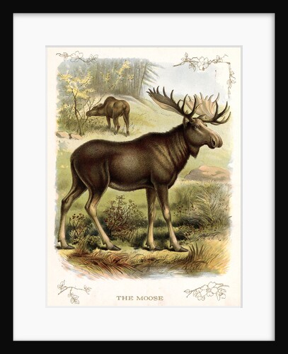 Moose by Anonymous