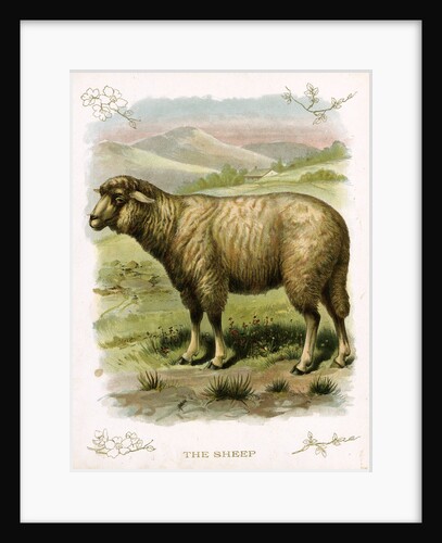 Lithograph of Sheep by Anonymous