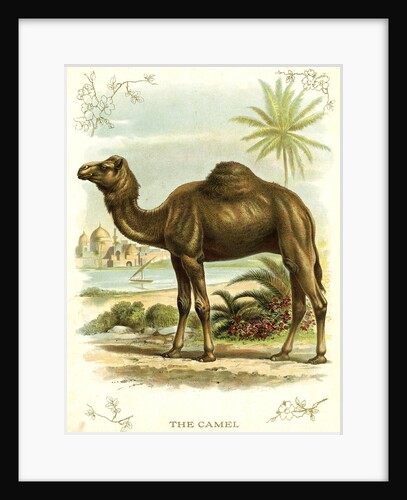 Lithograph of Camel by Anonymous