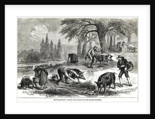 Illustration of Pigs Truffle Hunting by Anonymous
